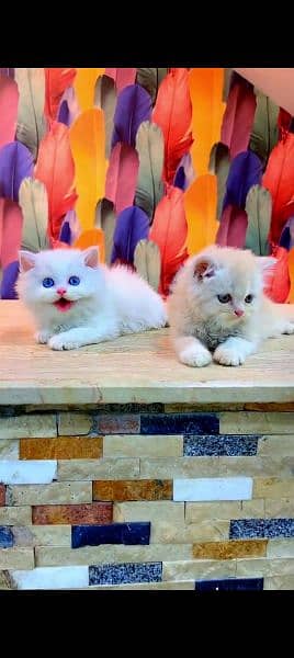 Persian cat for sale male or female my WhatsApp 0323=00=97=122 0