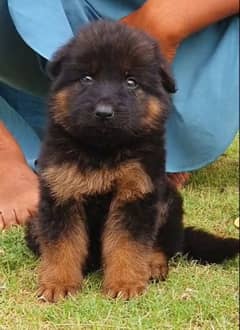 German shepherd Long Coat Male & Female  For Sale 03287625932WhatsApp