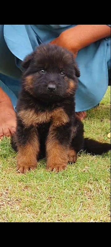 German shepherd Long Coat Male & Female  For Sale 03287625932WhatsApp 1