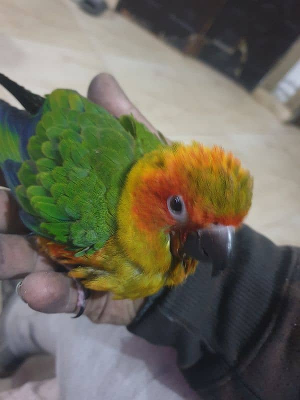 Sun conure And pineapple conure Handtame birds for sale 0