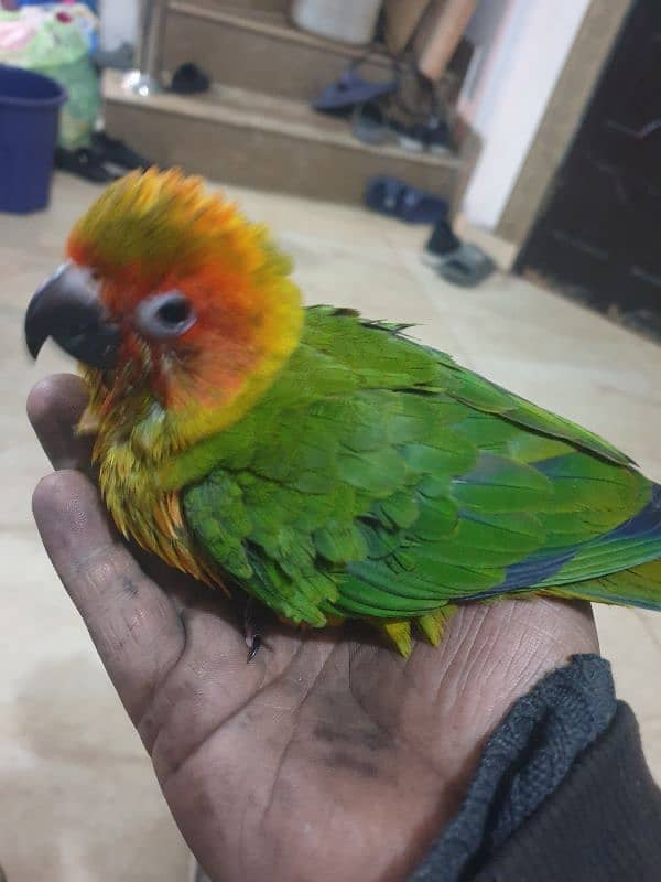 Sun conure And pineapple conure Handtame birds for sale 1