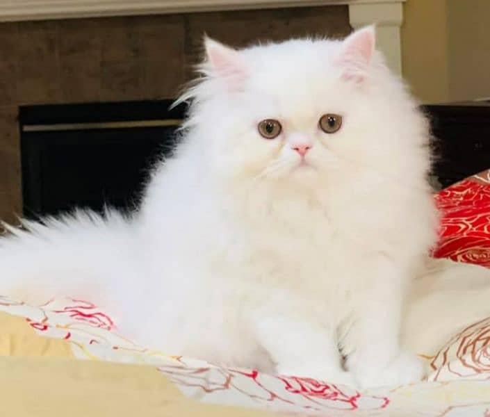 Persian triple coated kitten for sale (adult cat on adoption) 0