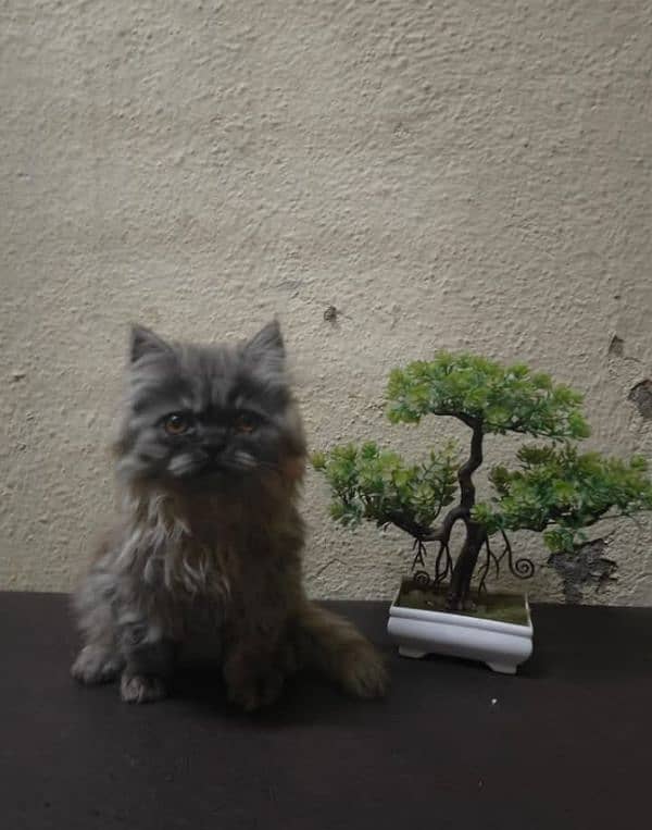 Persian triple coated kitten for sale (adult cat on adoption) 1