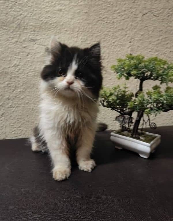 Persian triple coated kitten for sale (adult cat on adoption) 3