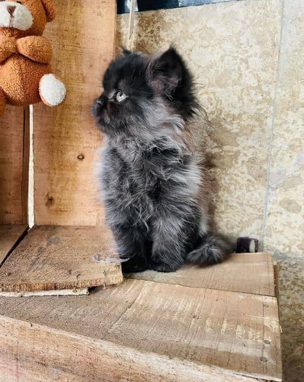 Persian triple coated kitten for sale (adult cat on adoption) 4