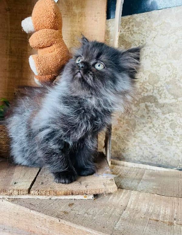 Persian triple coated kitten for sale (adult cat on adoption) 5