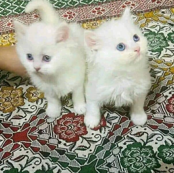 Persian triple coated kitten for sale (adult cat on adoption) 6