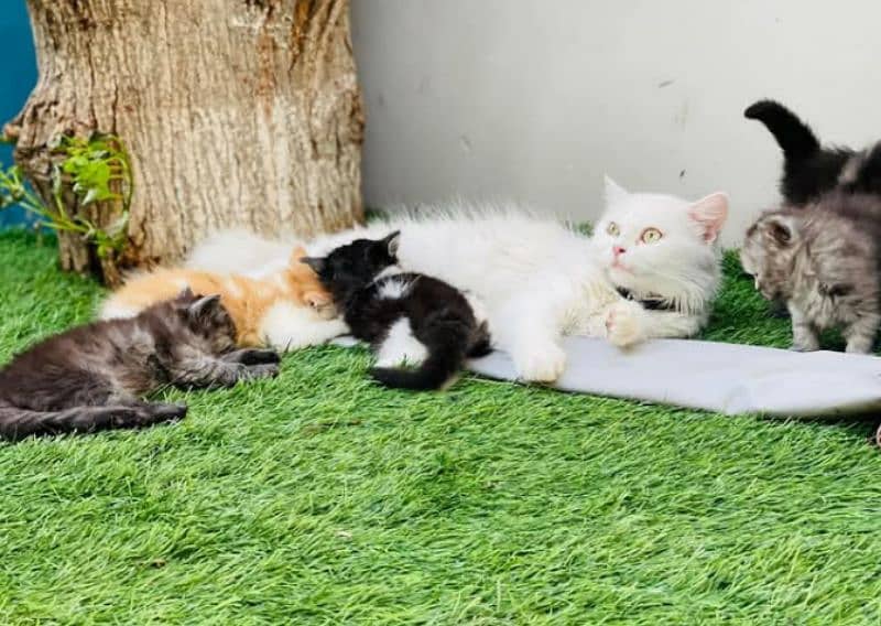 Persian triple coated kitten for sale (adult cat on adoption) 7