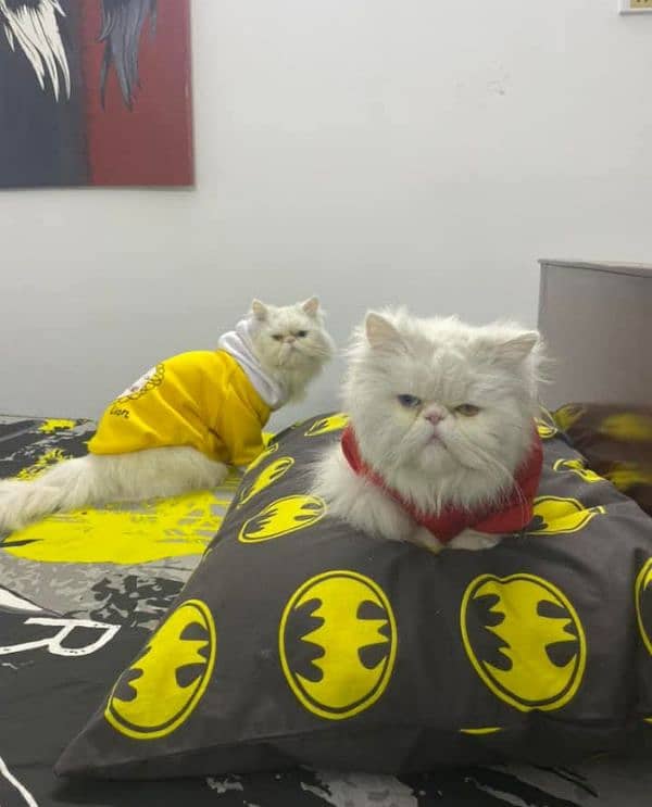 Persian triple coated kitten for sale (adult cat on adoption) 9