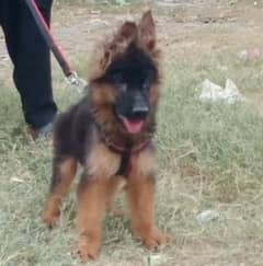 German shepherd Long Coat Male & Female  For Sale 03287625932WhatsApp