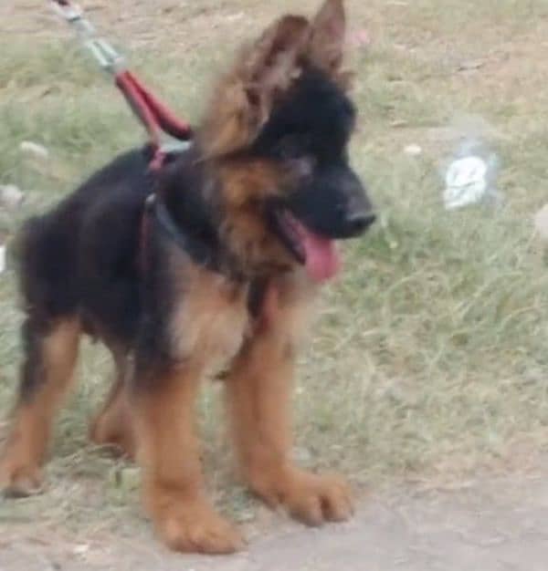 German shepherd Long Coat Male & Female  For Sale 03287625932WhatsApp 1