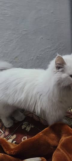 Long hairs Persian cat just 5 month 03020456652