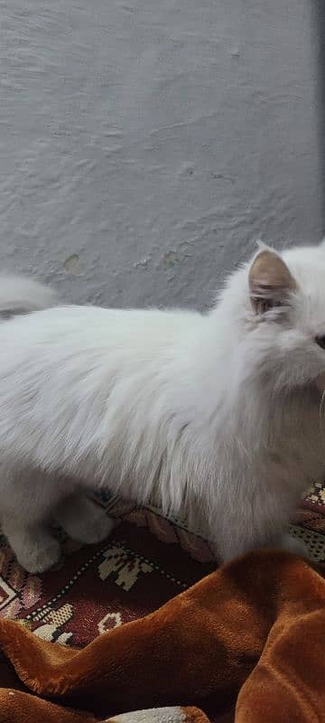 Long hairs Persian cat just 5 month 03020456652 0