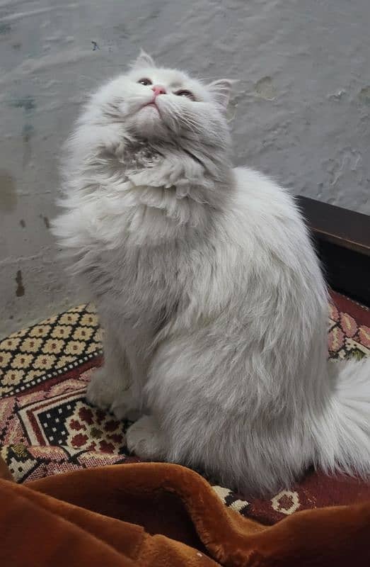 Long hairs Persian cat just 5 month 03020456652 1