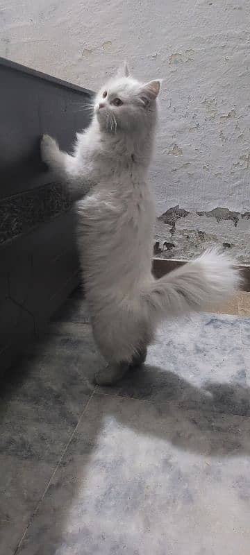 Long hairs Persian cat just 5 month 03020456652 2