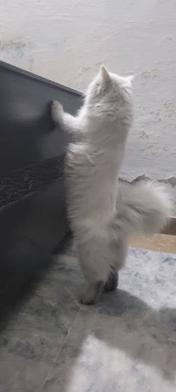 Long hairs Persian cat just 5 month 03020456652 3