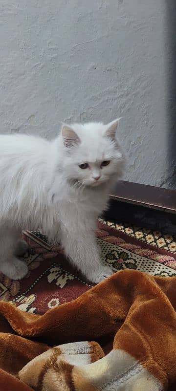 Long hairs Persian cat just 5 month 03020456652 4