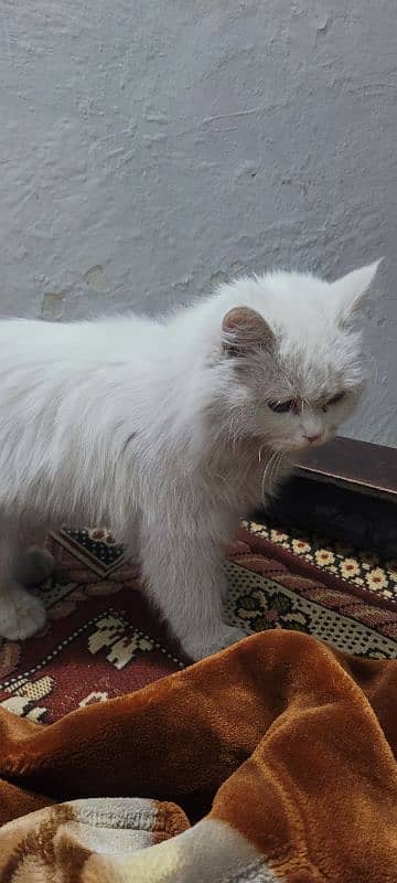 Long hairs Persian cat just 5 month 03020456652 5