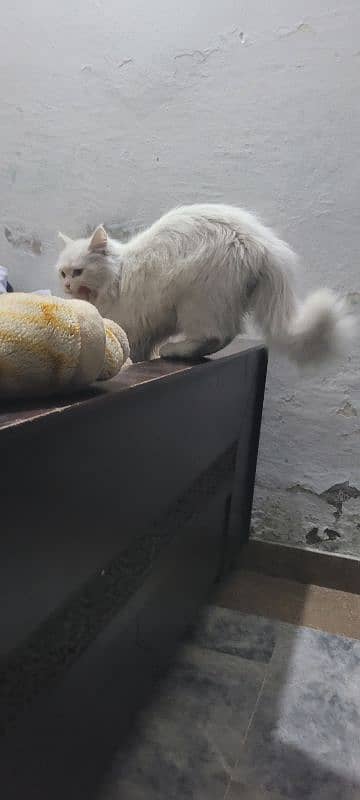 Long hairs Persian cat just 5 month 03020456652 6