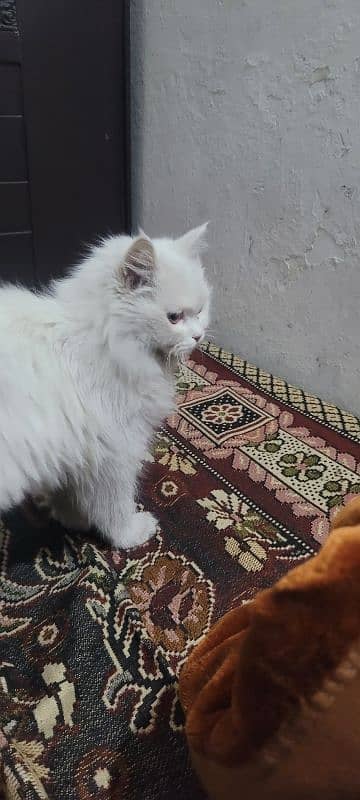 Long hairs Persian cat just 5 month 03020456652 7