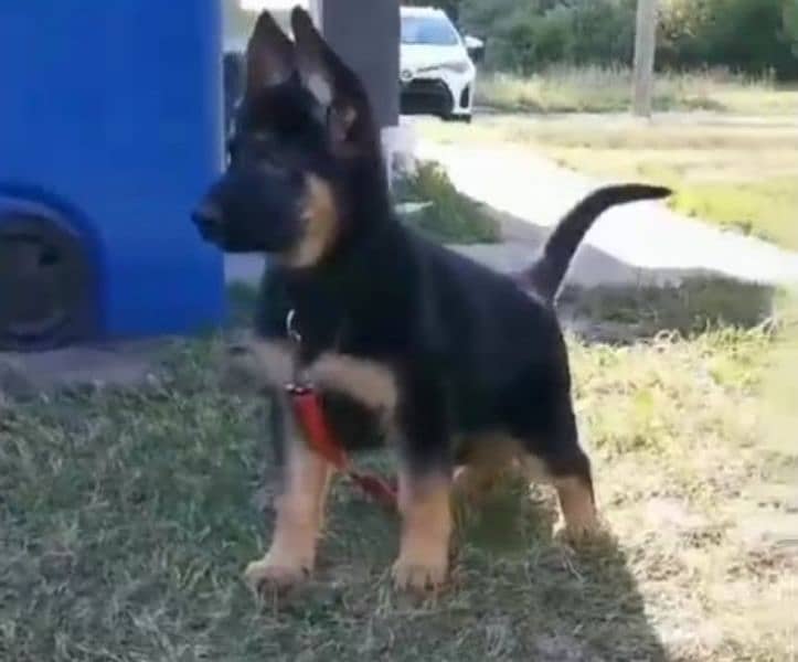 German shepherd Long Coat Male & Female  For Sale 03287625932WhatsApp 0