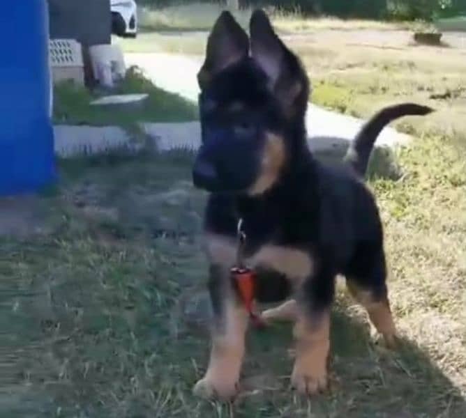 German shepherd Long Coat Male & Female  For Sale 03287625932WhatsApp 1