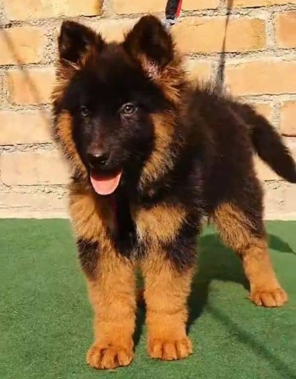 German shepherd Long Coat Male & Female  For Sale 03287625932WhatsApp 1