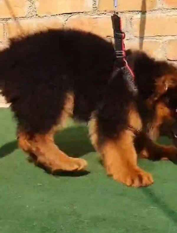 German shepherd Long Coat Male & Female  For Sale 03287625932WhatsApp 2