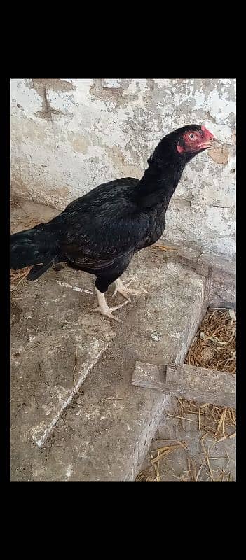 black aseel hen 0