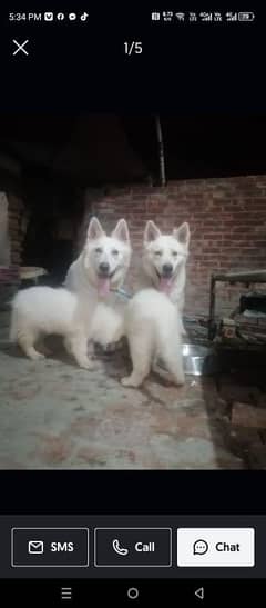 white German shepherd