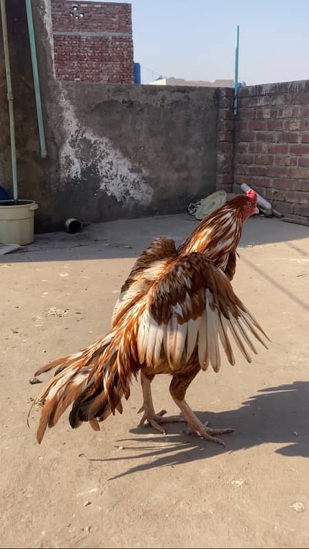 Aseel Mianwali Peela Breeder 4 Sale 0