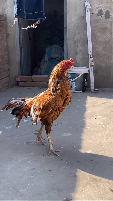 Aseel Mianwali Peela Breeder 4 Sale 1