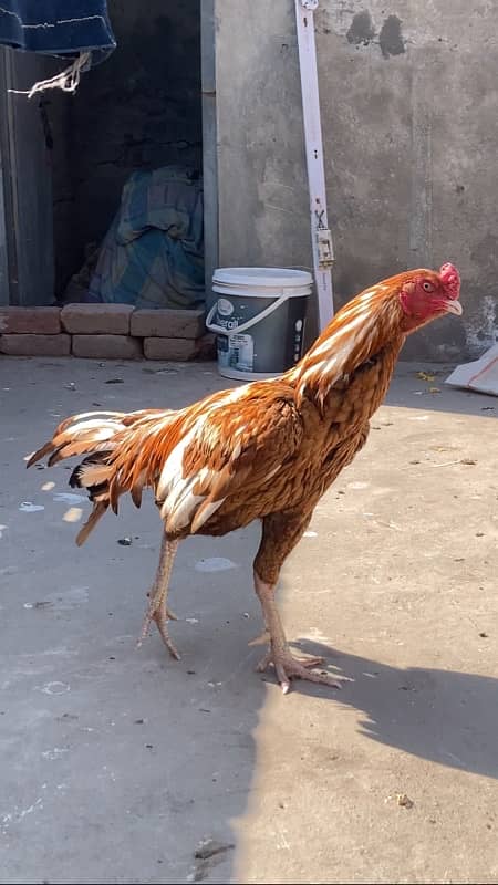 Aseel Mianwali Peela Breeder 4 Sale 2