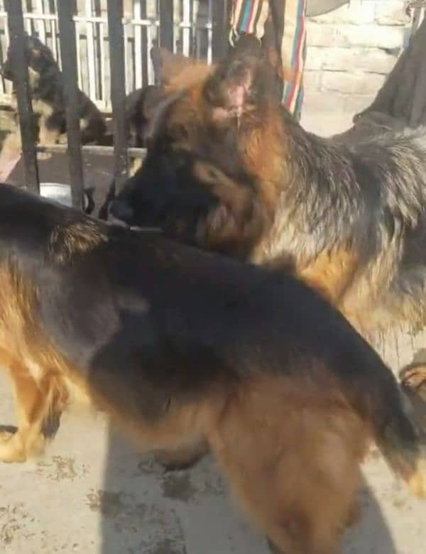 German shepherd Long Coat Male & Female  For Sale 03287625932WhatsApp 0