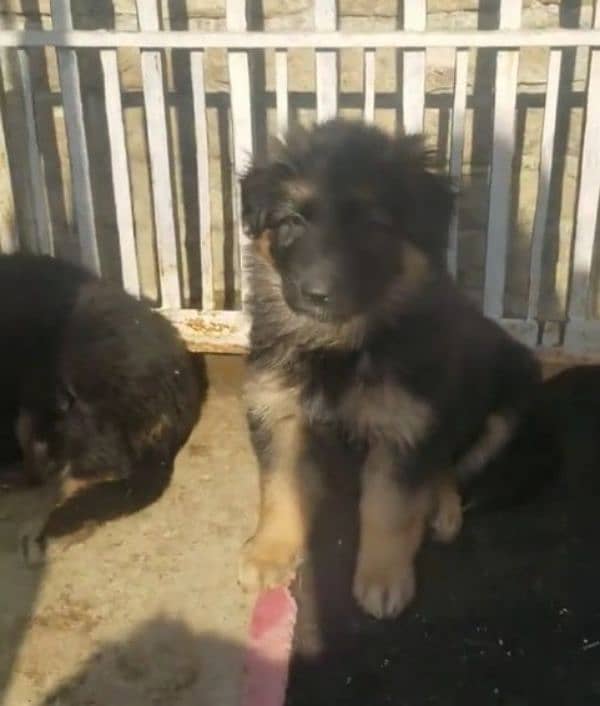 German shepherd Long Coat Male & Female  For Sale 03287625932WhatsApp 1