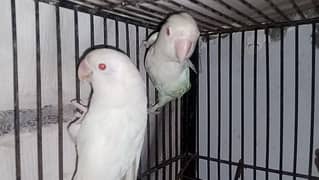 Albino pure white pure red eyes breeder pair