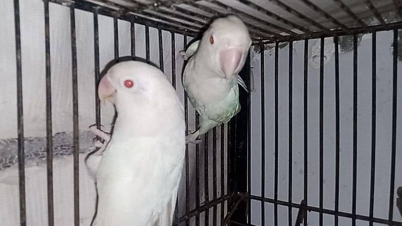 Albino pure white pure red eyes breeder pair 0