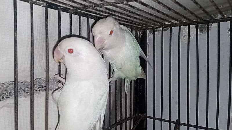 Albino pure white pure red eyes breeder pair 1