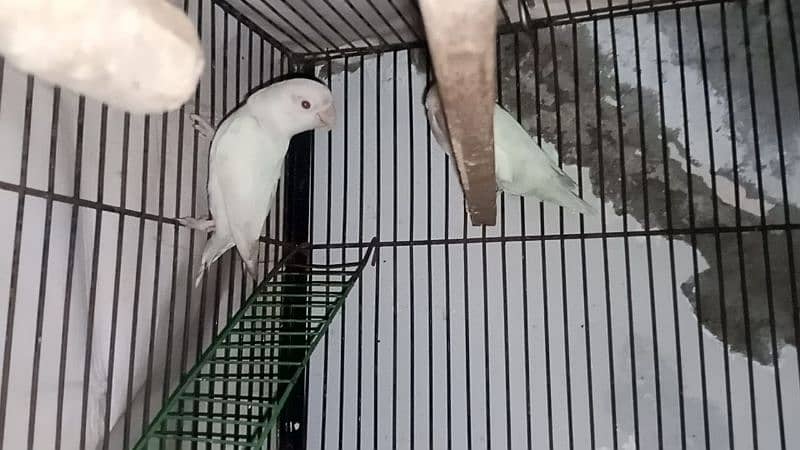 Albino pure white pure red eyes breeder pair 2