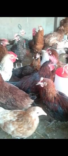 golden Misri egg hens available