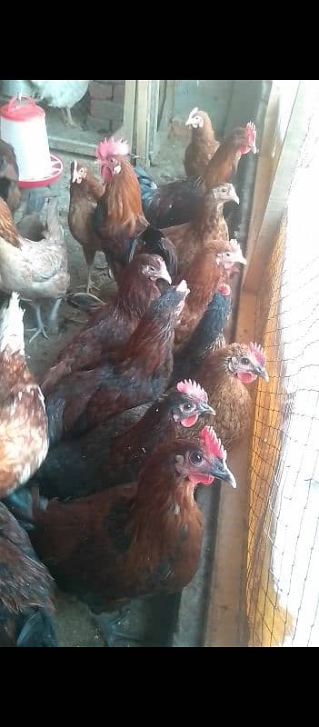 golden Misri egg hens available 1