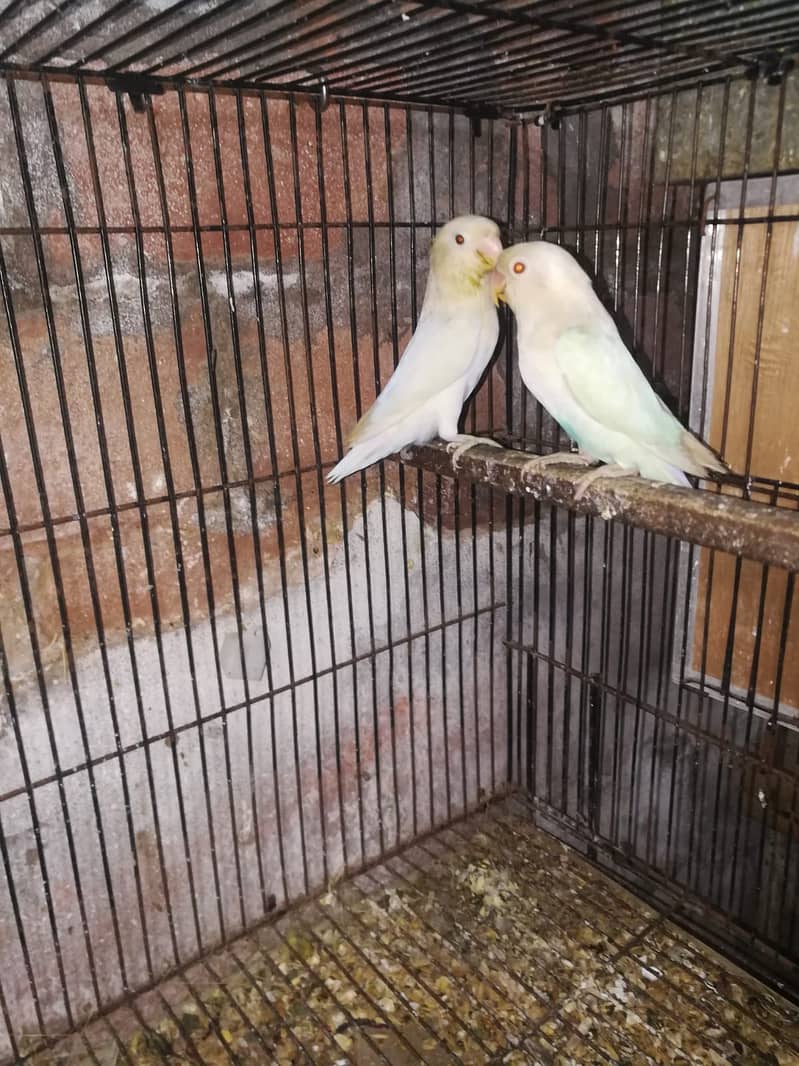 Albino Red Eye Male, Split Female + 3 Chicks 0