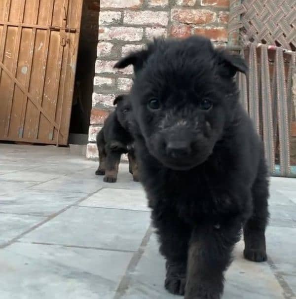 German shepherd Long Coat Male & Female  For Sale 03287625932WhatsApp 1