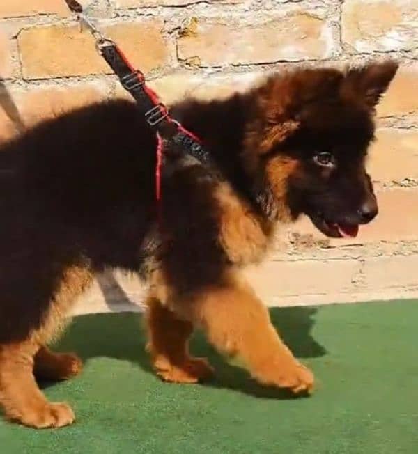 German shepherd Long Coat Male & Female  For Sale 03287625932WhatsApp 2