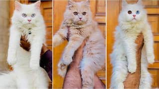 Persian kitten cats