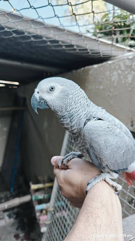 Grey Parrot Friendly Female 0