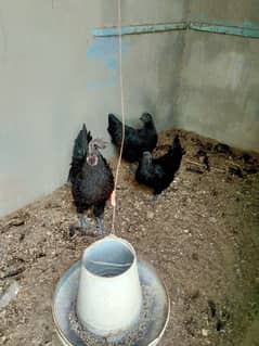 AYAM CEMANI GREY TONGUE & FANCY EGGS