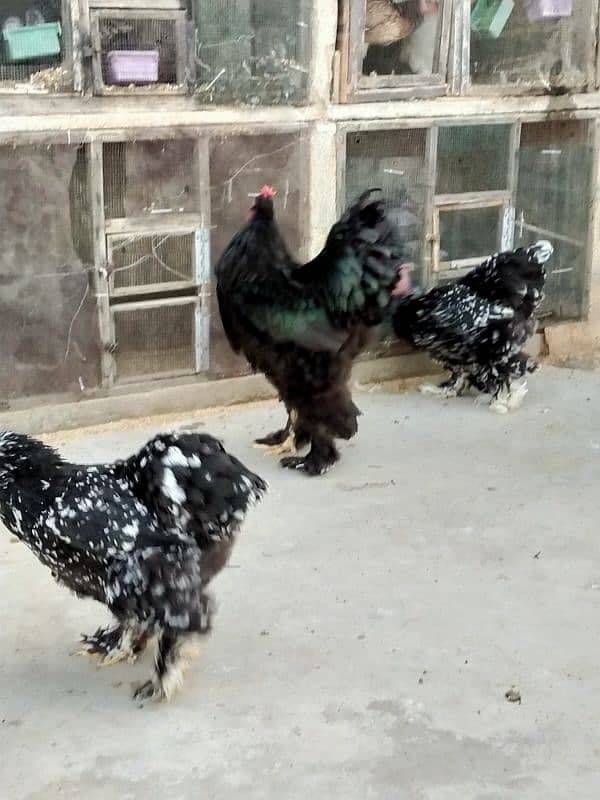 AYAM CEMANI GREY TONGUE & FANCY EGGS 1