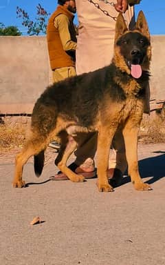 Pure Belgian Shepherd Male Age 7 month for Sale full Security Guard