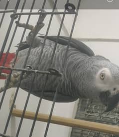 Grey Parrot Male